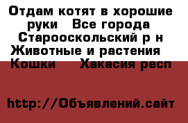 Отдам котят в хорошие руки - Все города, Старооскольский р-н Животные и растения » Кошки   . Хакасия респ.